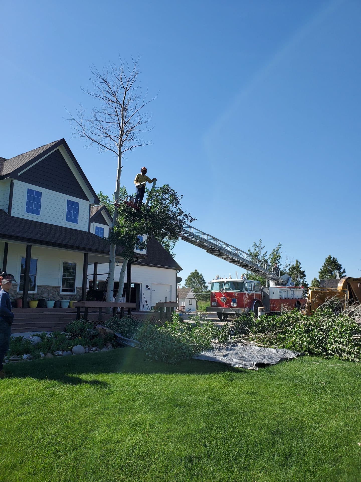 Tree Guy crew member trimming an aspen from a fire-truck ladder beside a two-story house, branches on a tarp below