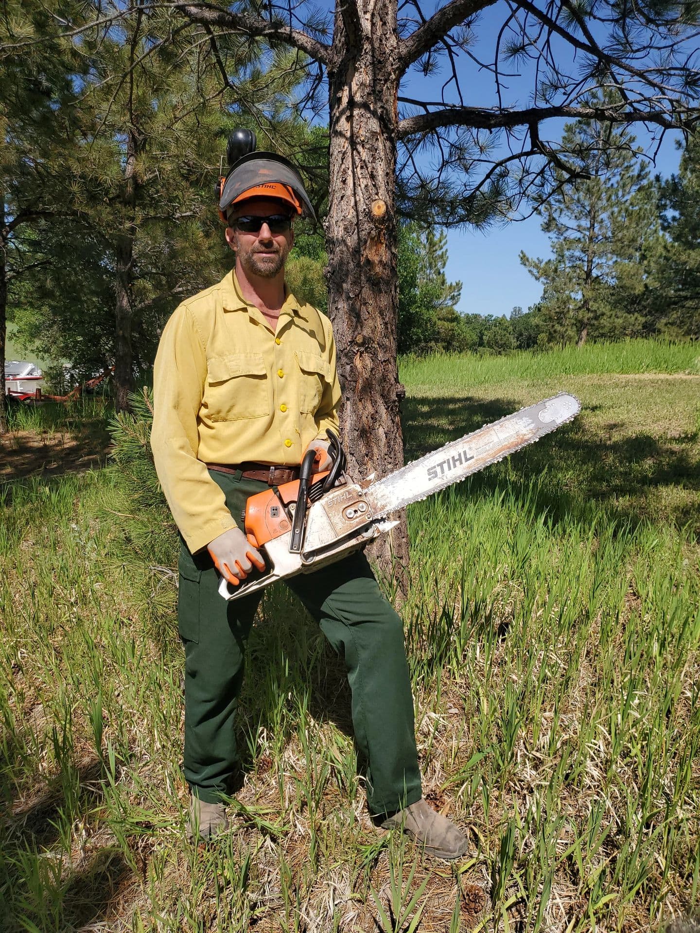 A Tree Guy crew member holding a Stihl chainsaw beside a ponderosa pine
